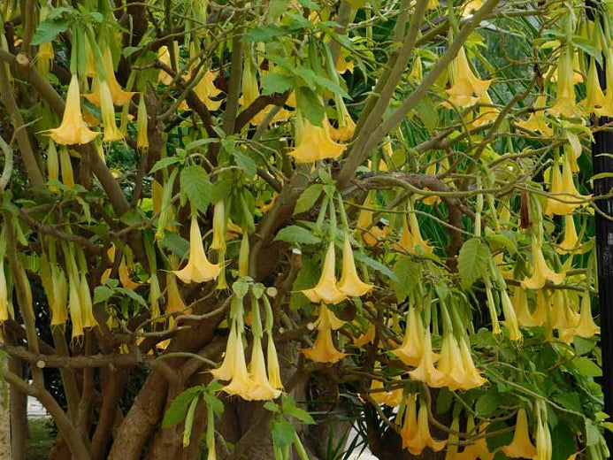 ANGEL TRUMPET 'Charles Grimaldi' --Brugmansia x. cubensis--