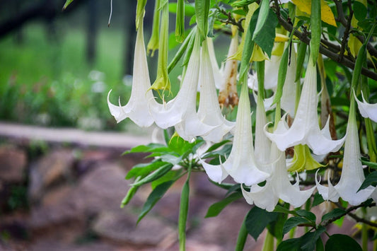 ANGEL TRUMPET 'Betty Marshall' --Brugmansia x. insignis--