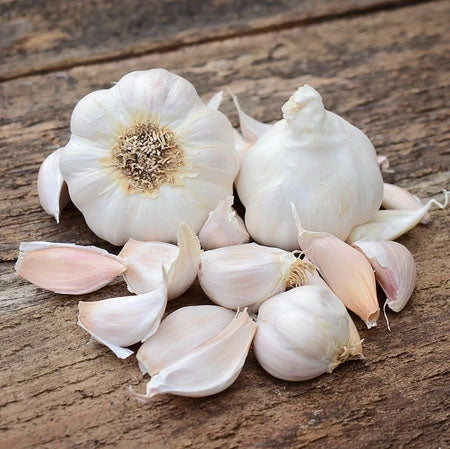 GARLIC 'Silver White' --Allium sativum--