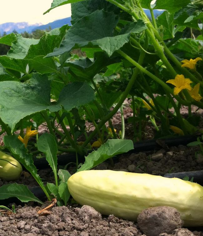 Cucumber, 'Silver Slicer