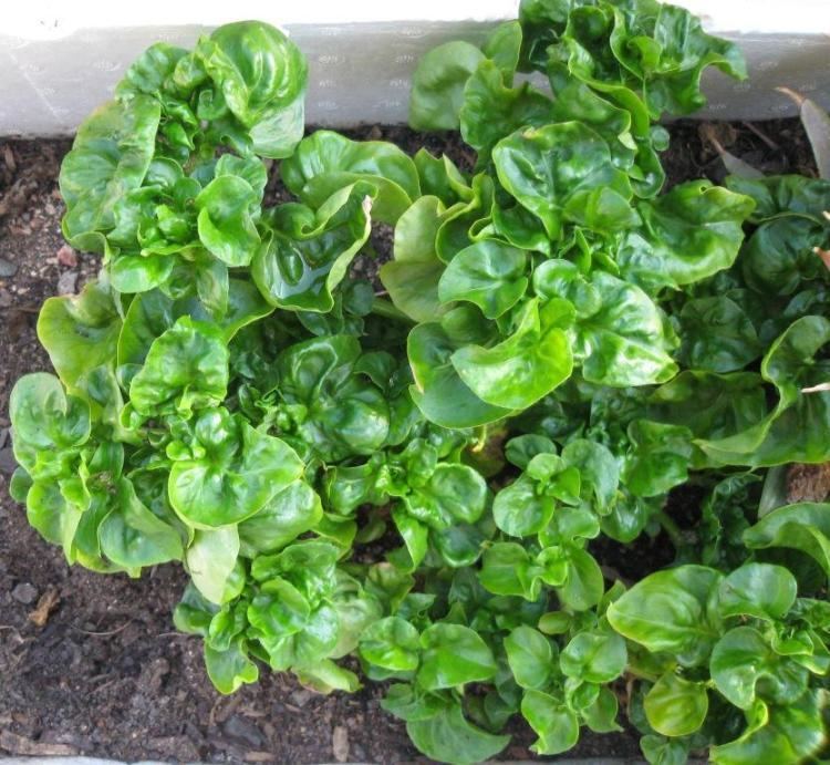 SPINACH 'Sambu' --Alternanthera sissoo--