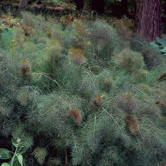 FENNEL 'Smokey' --Foeniculum vulgare--