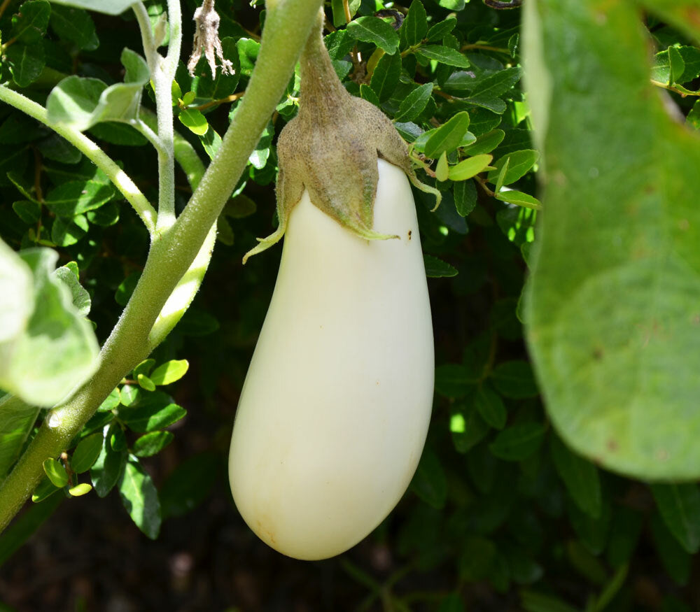 EGGPLANT 'Snowy'