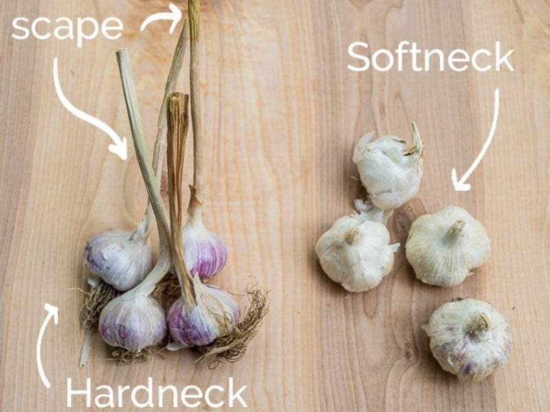 GARLIC 'Inchelium Red' --Allium sativum--