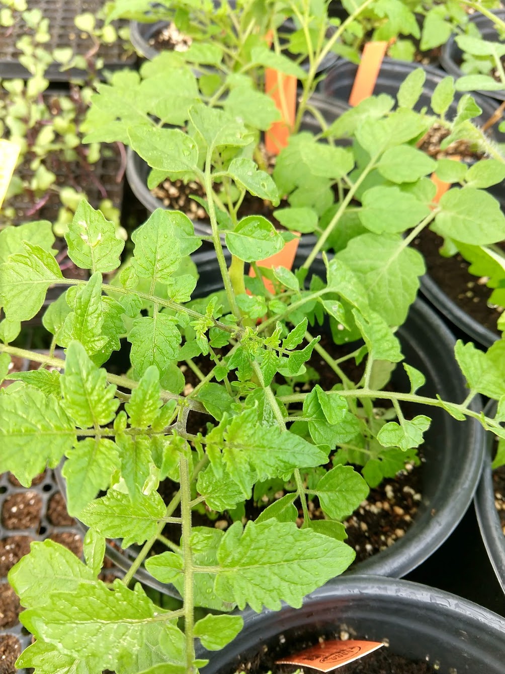 TOMATO 'Galapagos' --Solanum cheesmaniae--