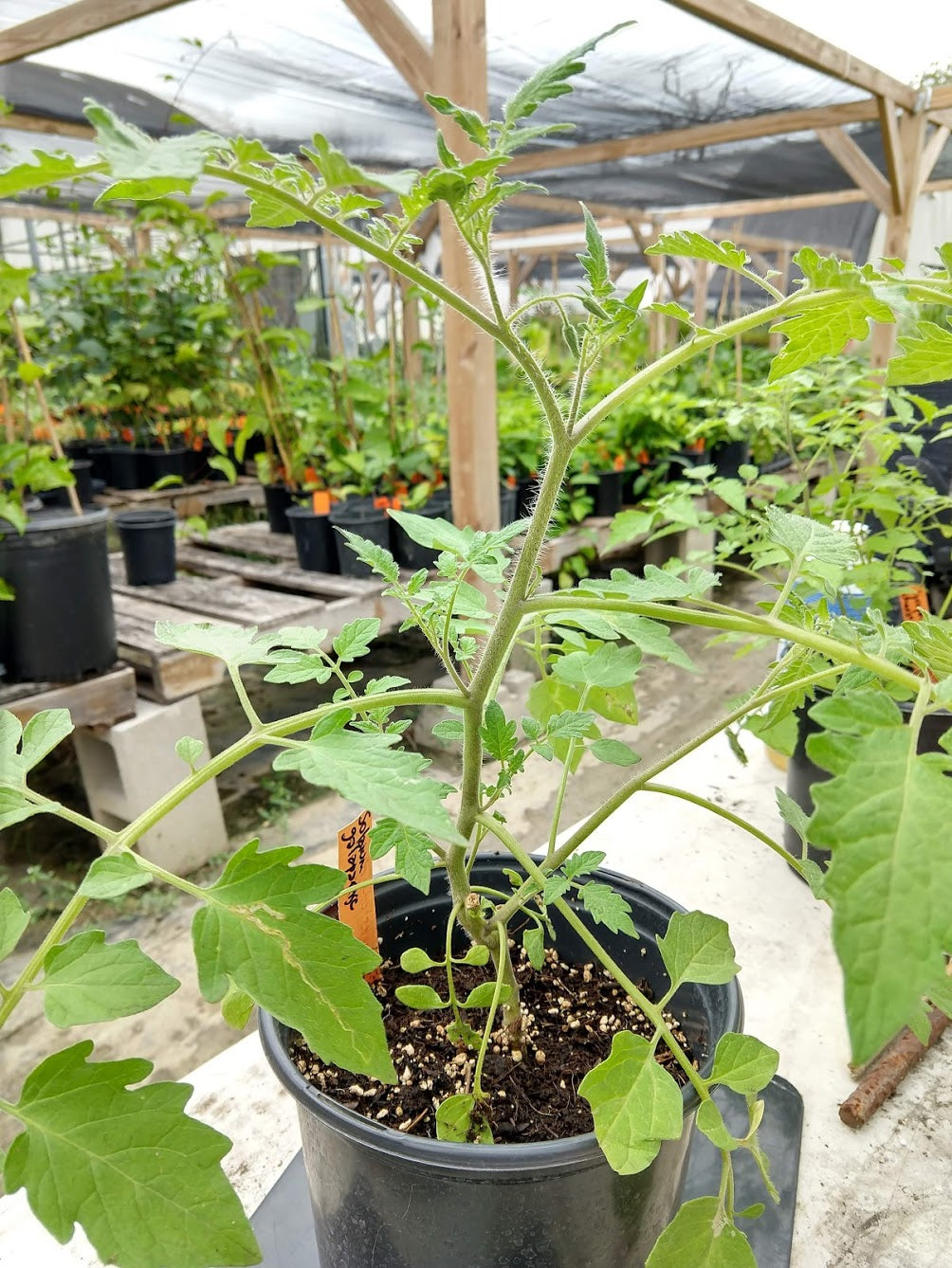 TOMATO 'Galapagos' --Solanum galapagense--