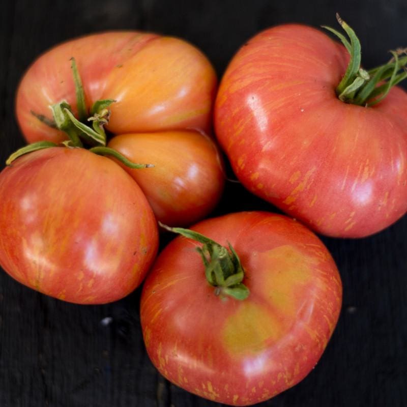 TOMATO 'Solar Flare'