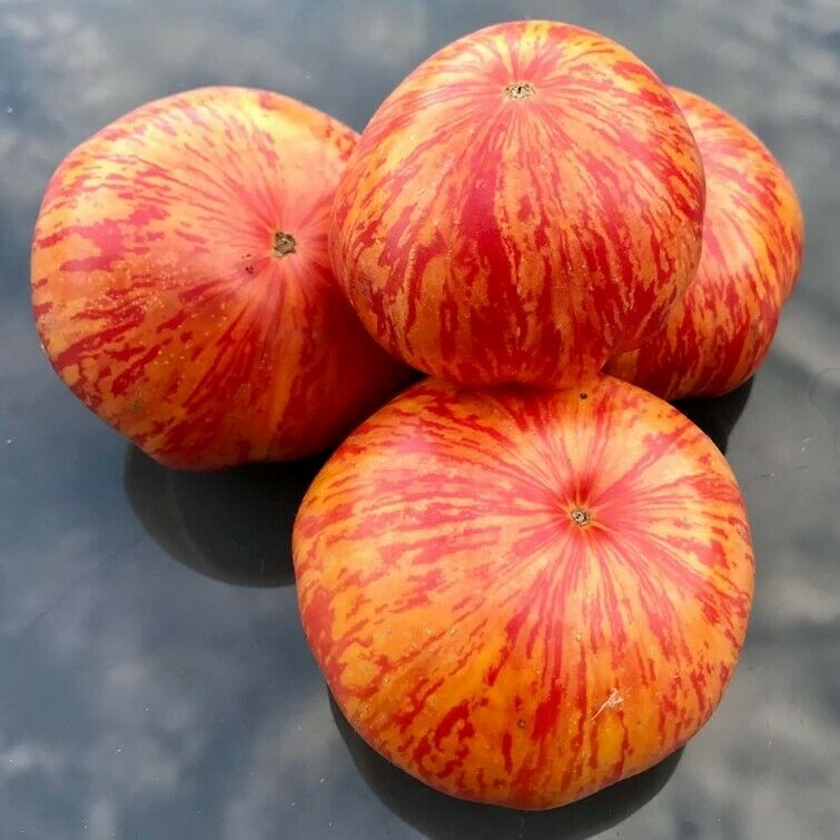 TOMATO 'Solar Flare'