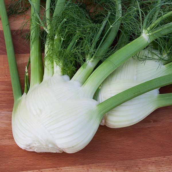 FENNEL 'Solaris' --Foeniculum vulgare--