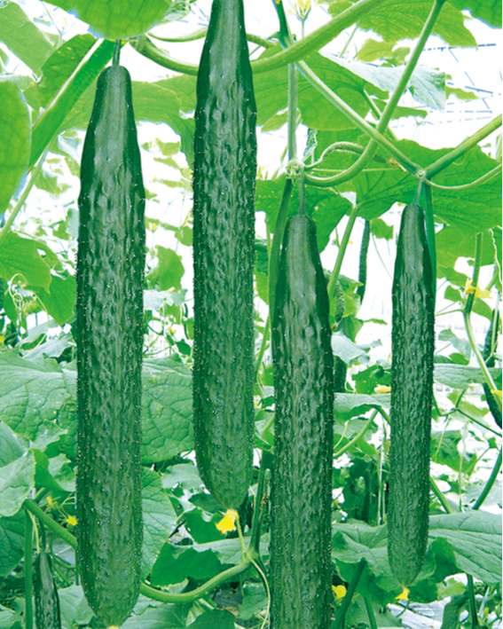 CUCUMBER 'Sooyow Nishiki'