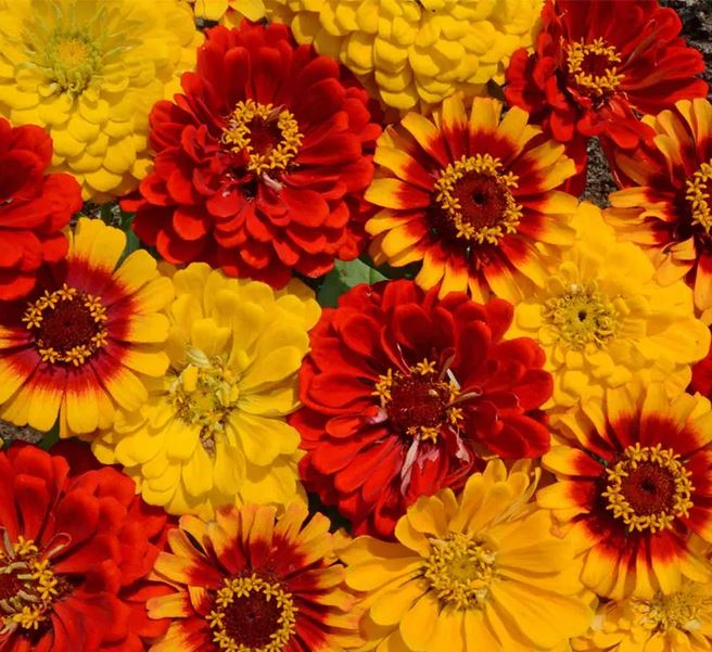 ZINNIA 'South of the Border'