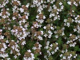 THYME 'Spanish' --Thymus zygis--