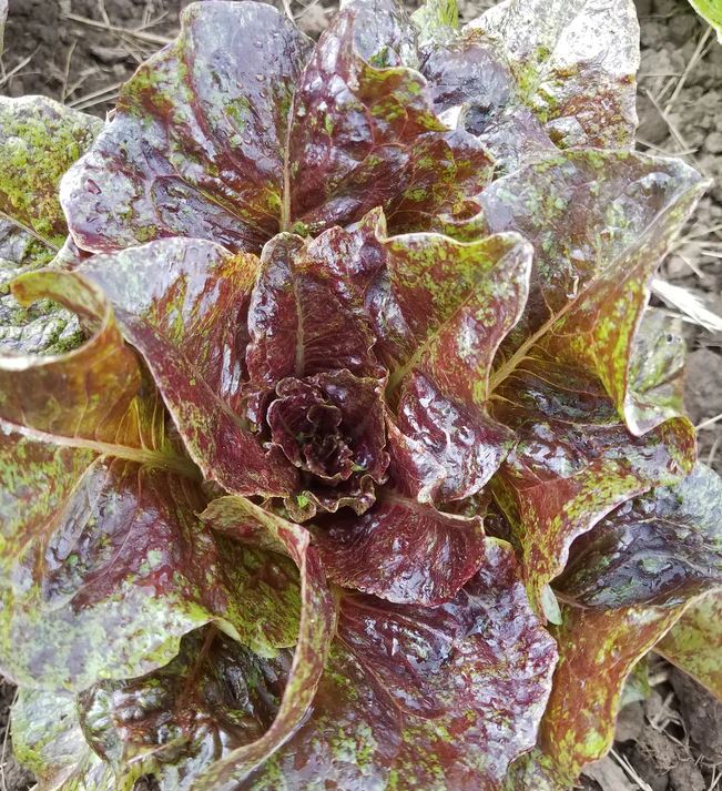 LETTUCE 'Speckled Spearpoint'