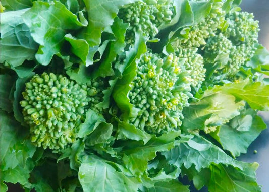BROCCOLI 'Spring Raab Rapini'