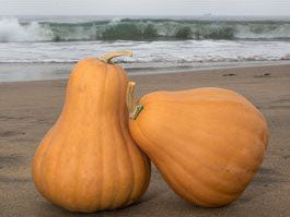 SQUASH 'Butternut Seminole Cross'