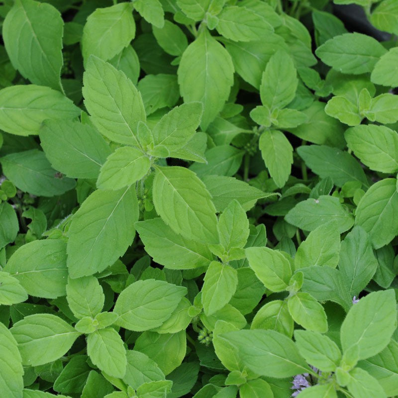 MINT 'Banana' --Mentha arvensis--