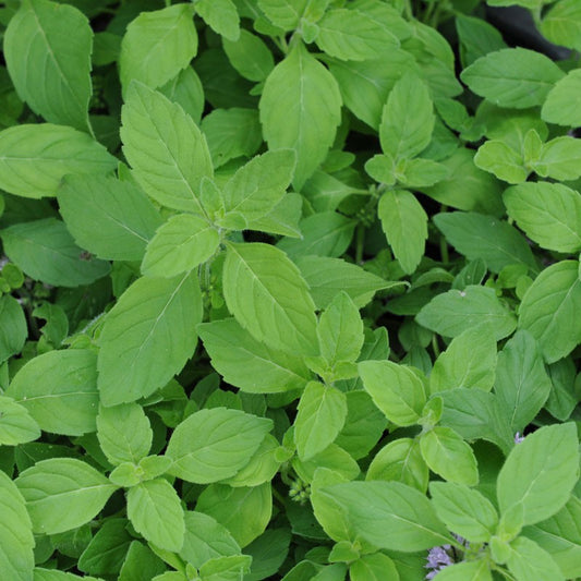 MINT 'Banana' --Mentha arvensis--