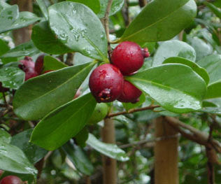 GUAVA 'Strawberry' --Psidium cattleyanum--