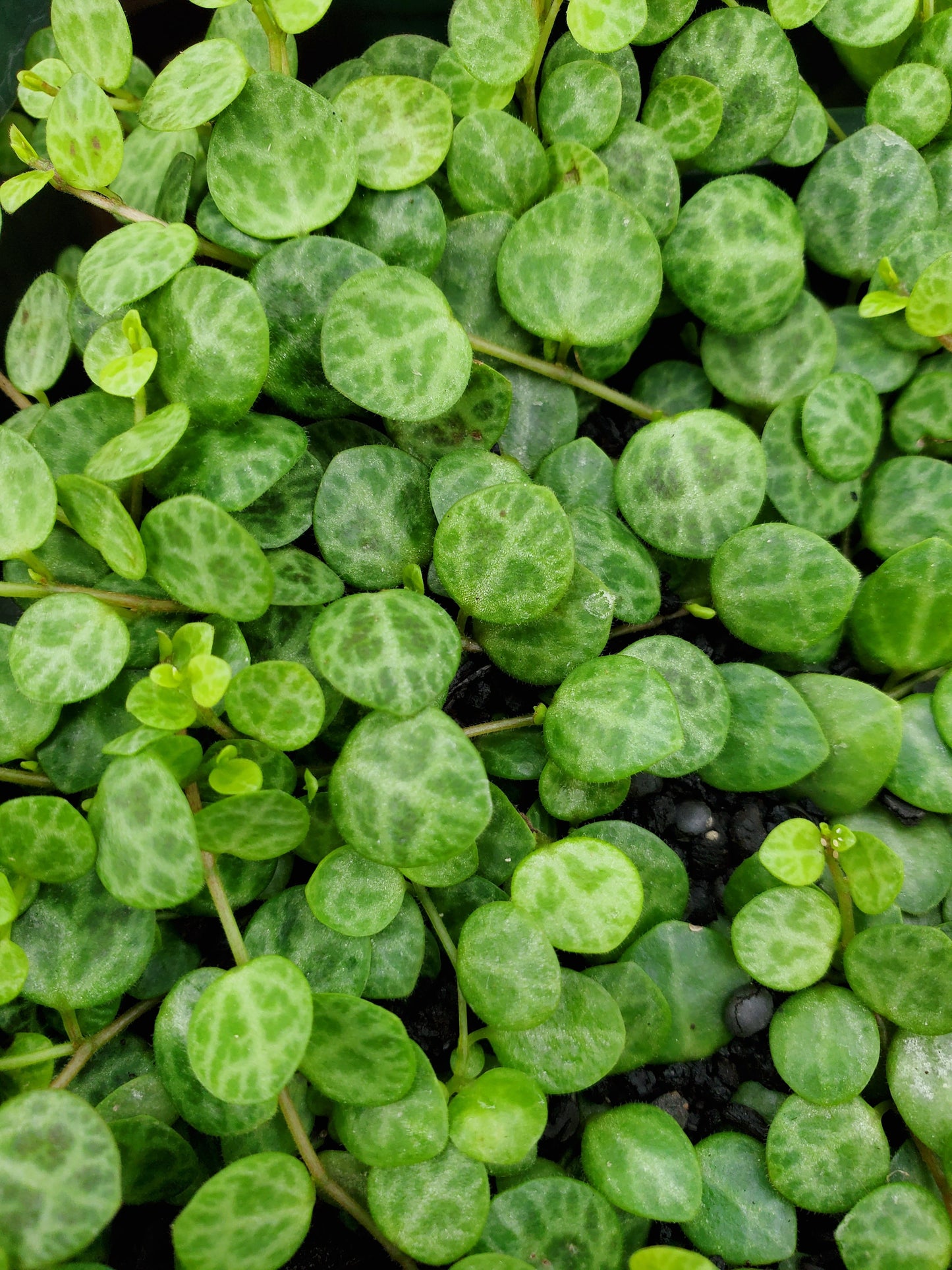 Peperomia prostrata --String of Turtles Peperomia--