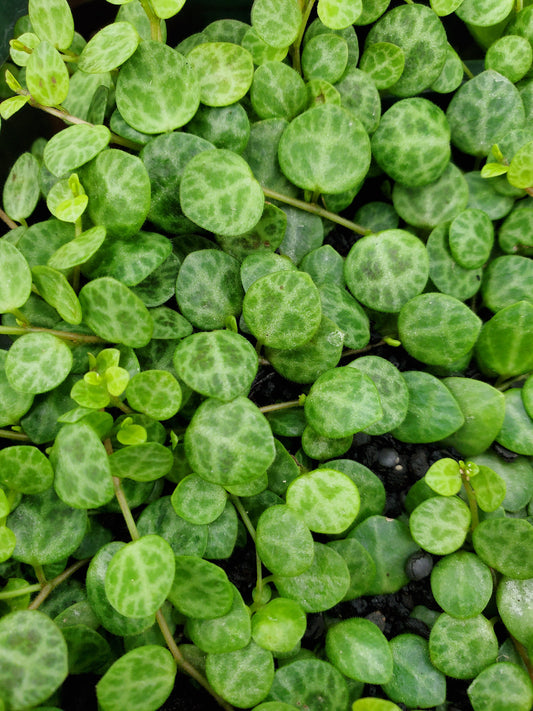 Peperomia prostrata --String of Turtles Peperomia--