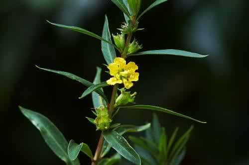SINICUICHI 'Sun-Opener' --Heimia salicifolia--