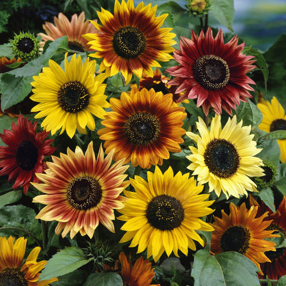 SUNFLOWER 'Autumn Beauty'