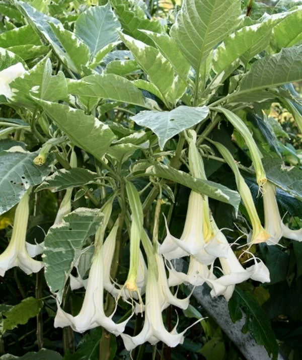 ANGEL TRUMPET 'Sunset Variegated' --Brugmansia--