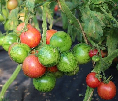 TOMATO 'Sweet Carneros Pink'
