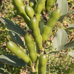 BEAN 'Sweet Lorane Fava'