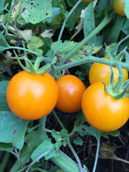 TOMATO 'Sweet Cherry Rainbow'