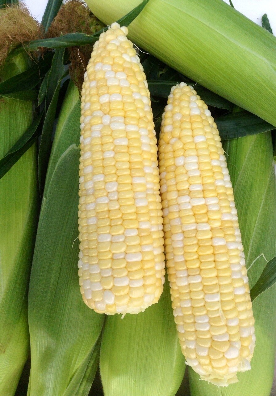 SWEET CORN 'Cappuccino Bicolor'