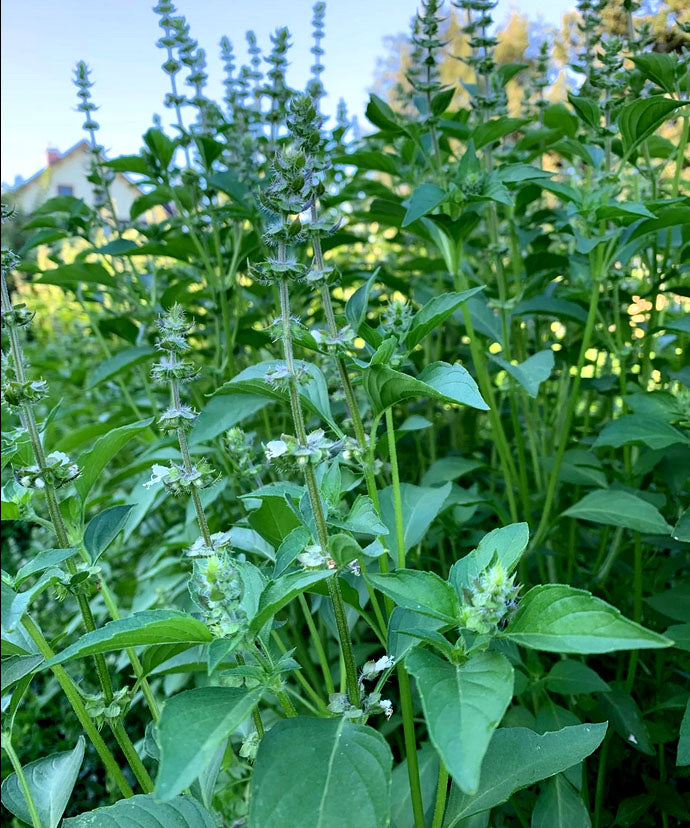 BASIL 'Sweet Dani Lemon' --Ocimum basilicum--