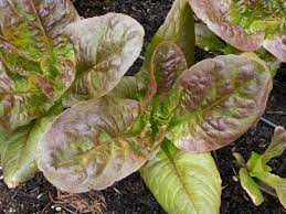 LETTUCE 'Sweet Valentine'