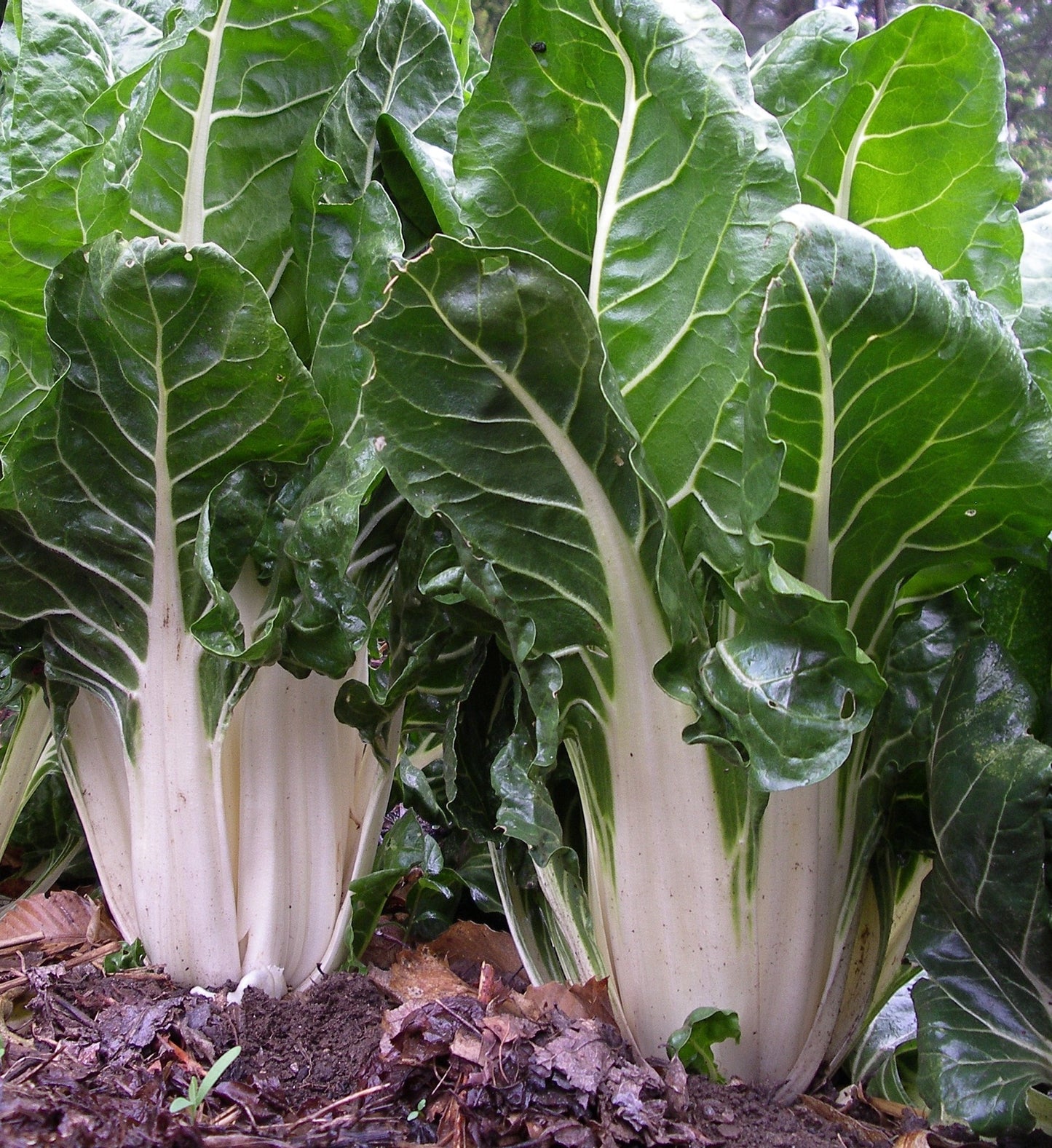 CHARD 'Argentata Swiss'