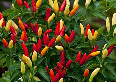 PEPPER 'Tabasco' --Capsicum frutescens--