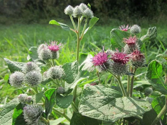 BURDOCK 'Takinogawa' --Arctium lappa--