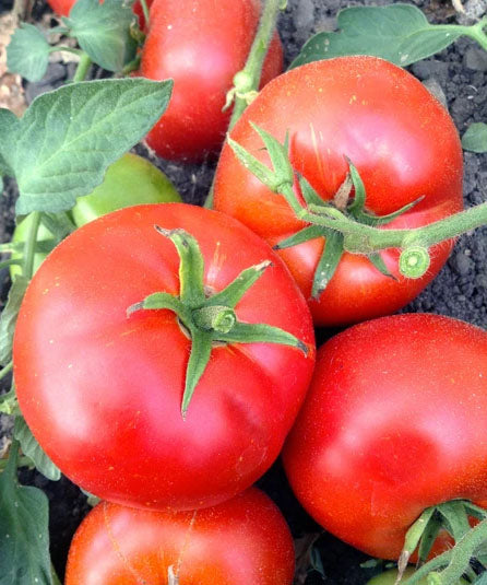 TOMATO 'Talent'