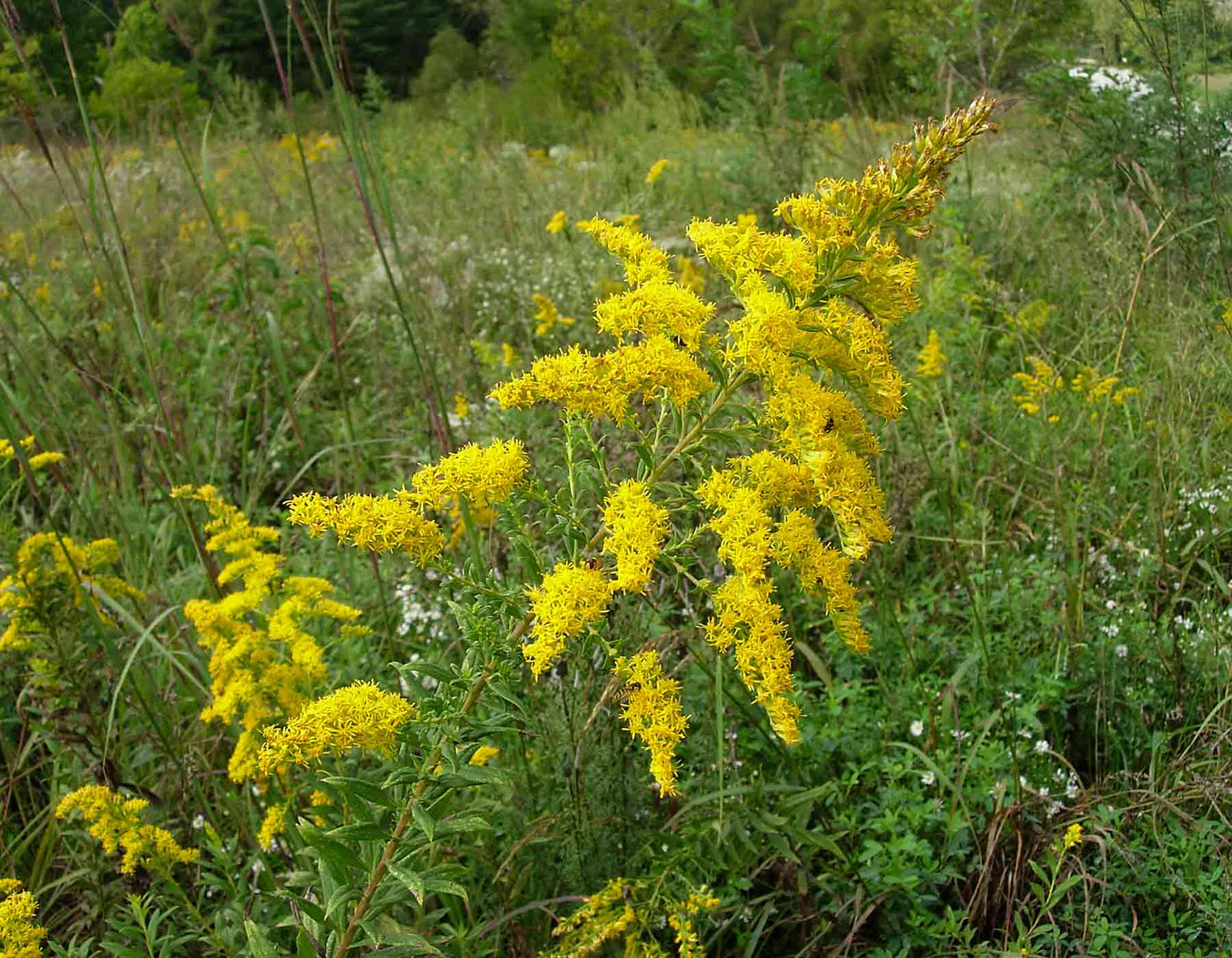 Solidago radula --Western Rough Goldenrod--