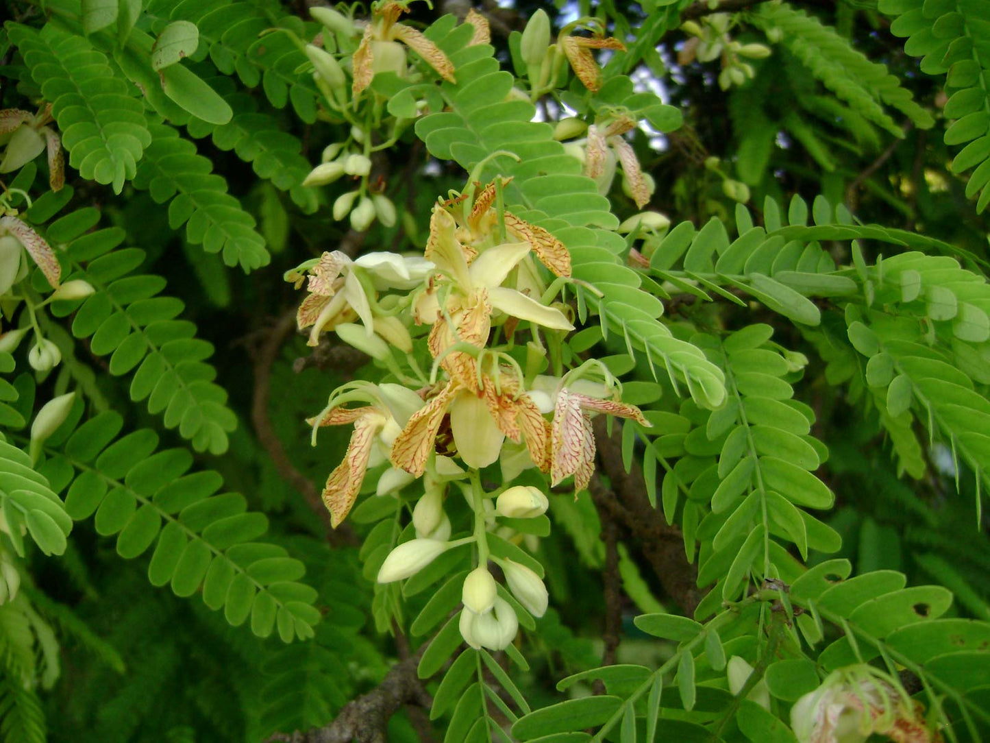 TAMARIND --Tamarindus indica--