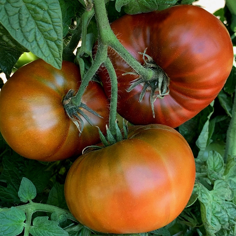 TOMATO 'Tasmanian Chocolate'