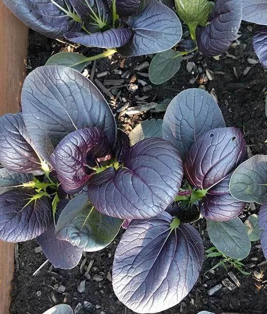ASIAN GREENS 'Tasty Pagoda Purple Pak Choi'
