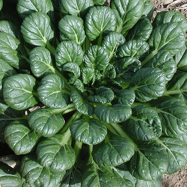 ASIAN GREENS 'Tat Soi'