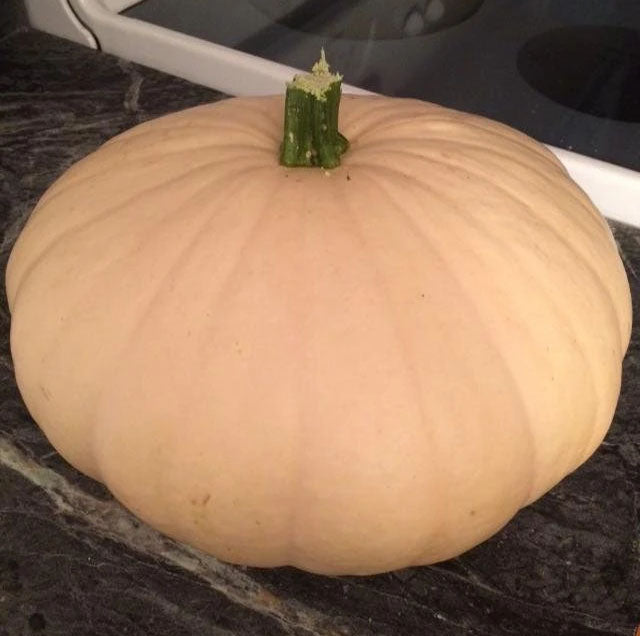 SQUASH 'Texas Indian'