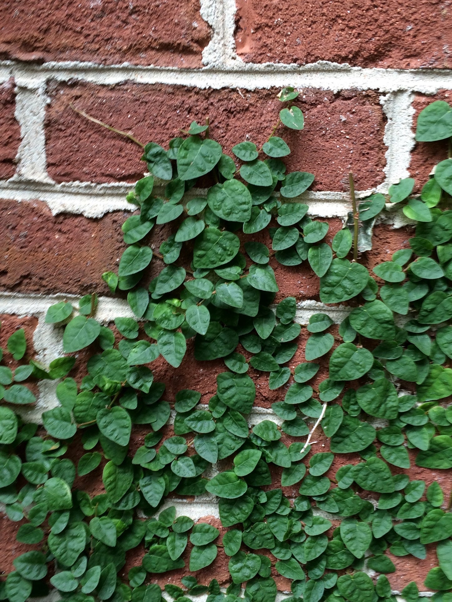 Ficus pumila --Fig Ivy--