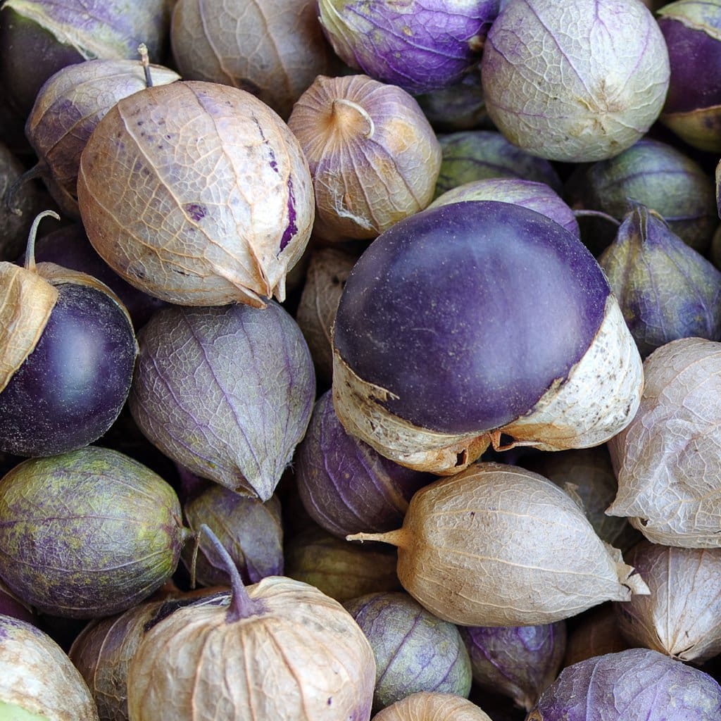 TOMATILLO 'Purple Husk'