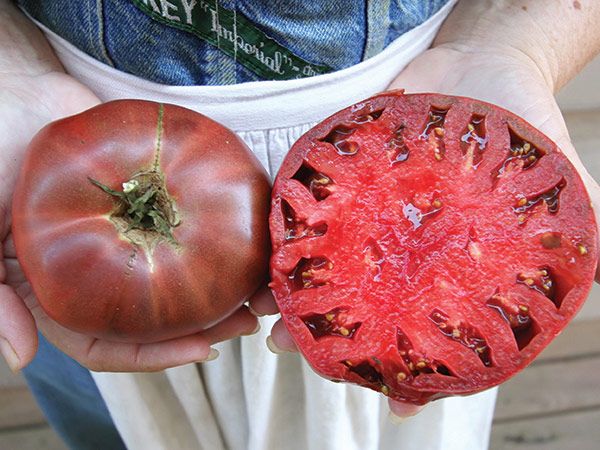 TOMATO 'Cherokee Purple'
