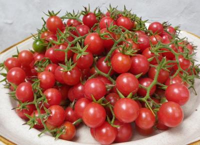TOMATO 'Everglades Wild' --Lycopersicon pimpinellifolium--