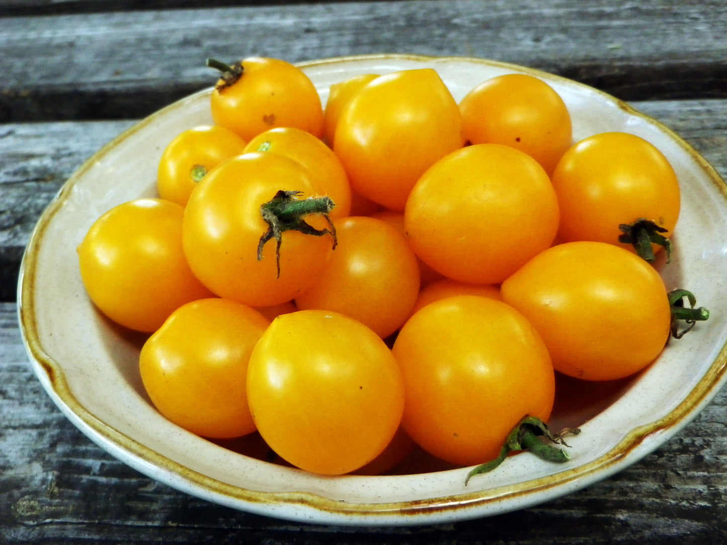 TOMATO 'Orange Centiflor'