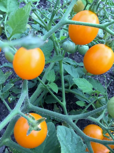 TOMATO 'Orange Centiflor'