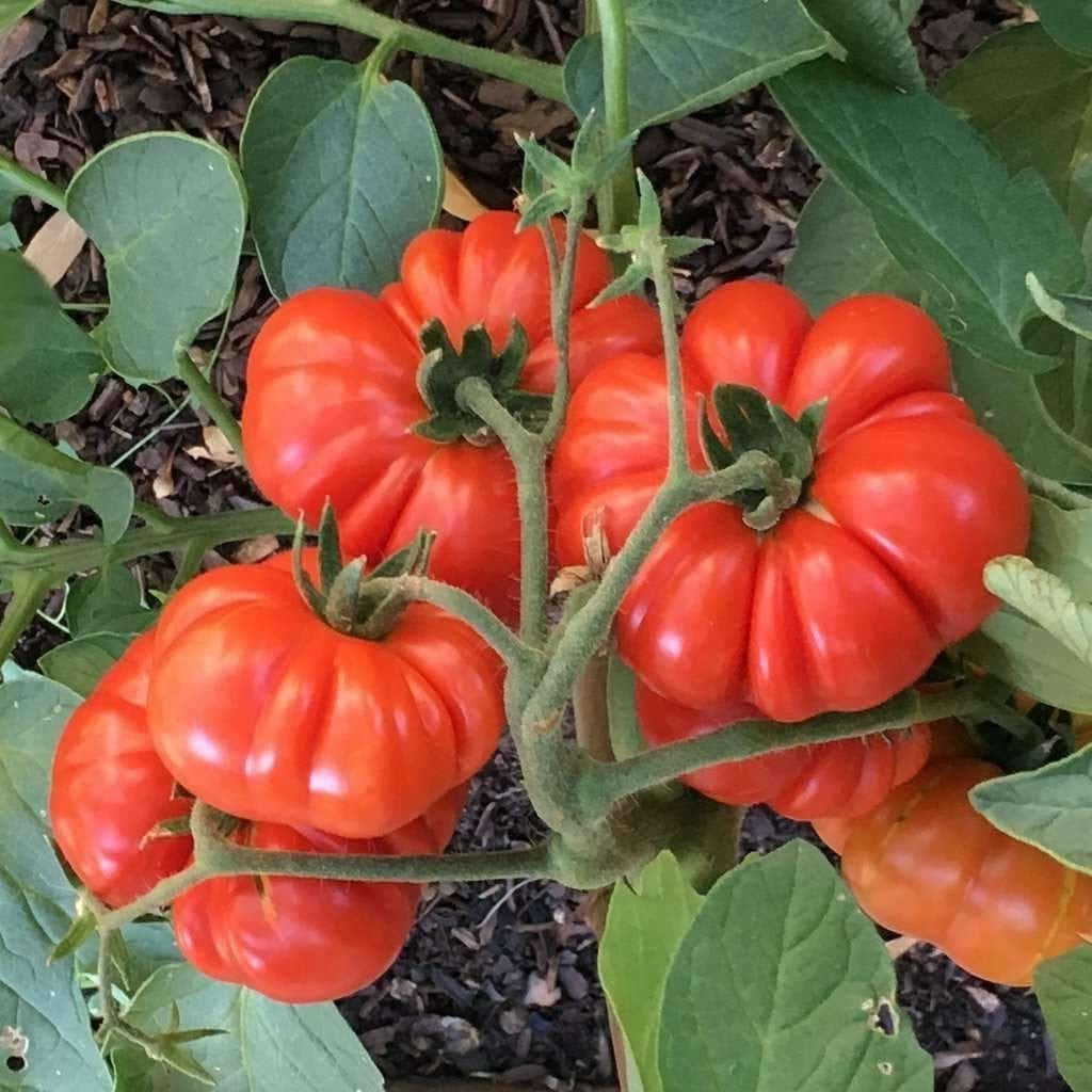 TOMATO 'Costoluto Genovese'